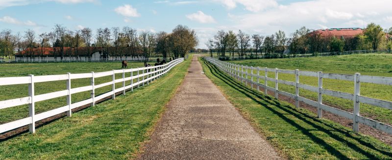 Horse Fence Painting